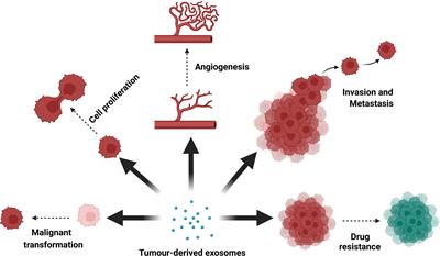 Urine exosomes as biomarkers in bladder cancer diagnosis and prognosis: From functional roles to clinical significance